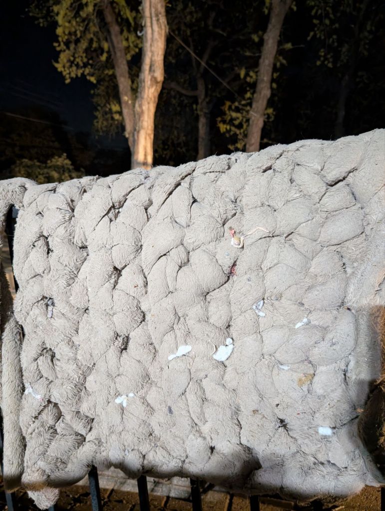 pxl_20250401_1020445288898479343263712923